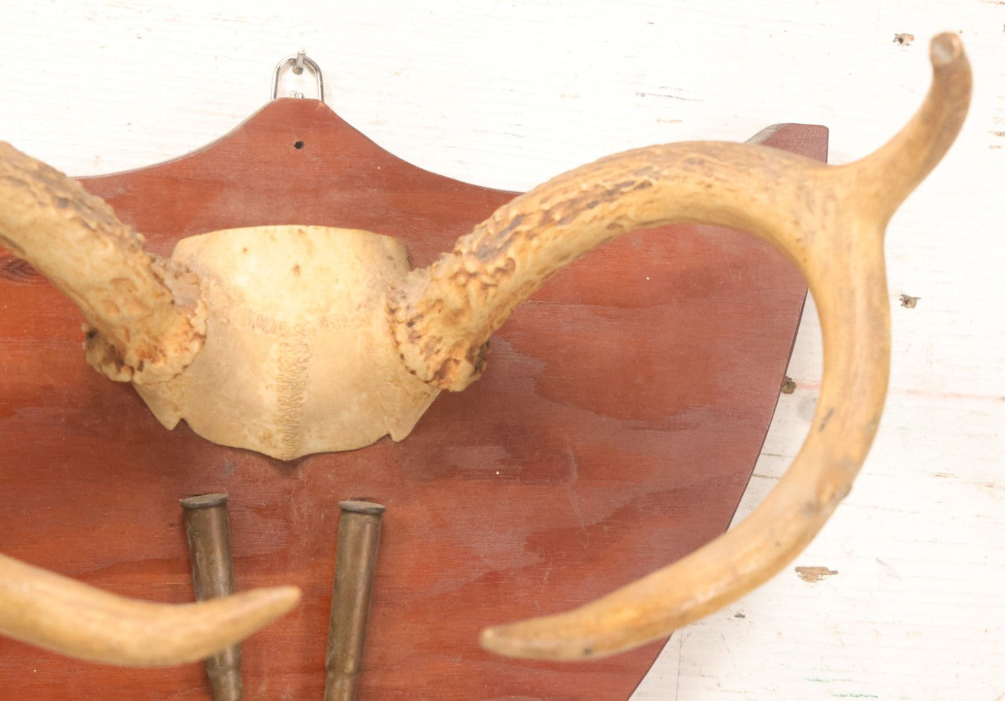 Lot 039 - Vintage Deer Antler Folk Art Display With Antlers And Skull Cap, Bullet Casings, And Hand Engraved Plaque, Which Reads "Killed December 4, 1961 By William R Burns, Age 14" 