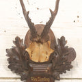 Lot 040 - Vintage Roe Deer Antler European Style Trophy Mount, With Antlers And Skull Cap, Shot By Reverend Sieding, Spring 1956, Germany, On Black Forest Carved Plaque With Oak Leaves And Acorns