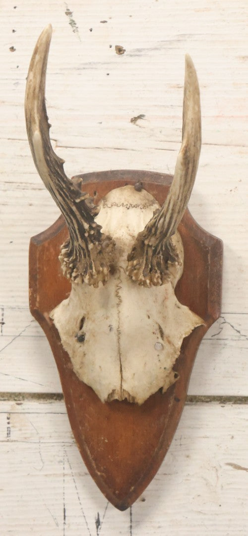 Lot 041 - Vintage Roe Deer Antler European Style Trophy Mount, With Antlers And Skull Cap, On Simple Wooden Plaque, Circa 1970s