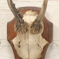 Lot 041 - Vintage Roe Deer Antler European Style Trophy Mount, With Antlers And Skull Cap, On Simple Wooden Plaque, Circa 1970s