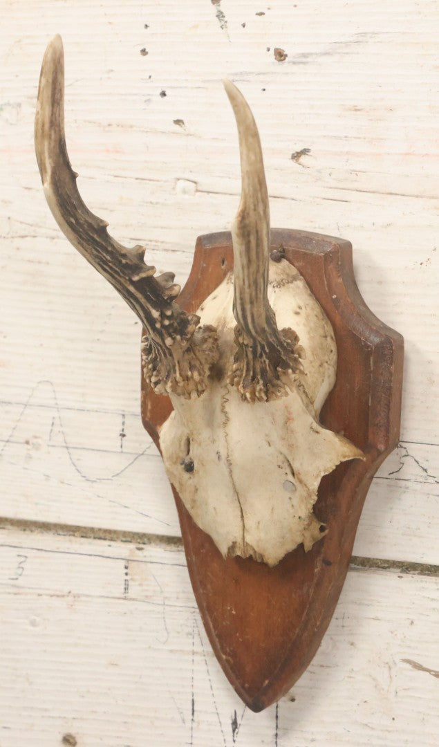 Lot 041 - Vintage Roe Deer Antler European Style Trophy Mount, With Antlers And Skull Cap, On Simple Wooden Plaque, Circa 1970s