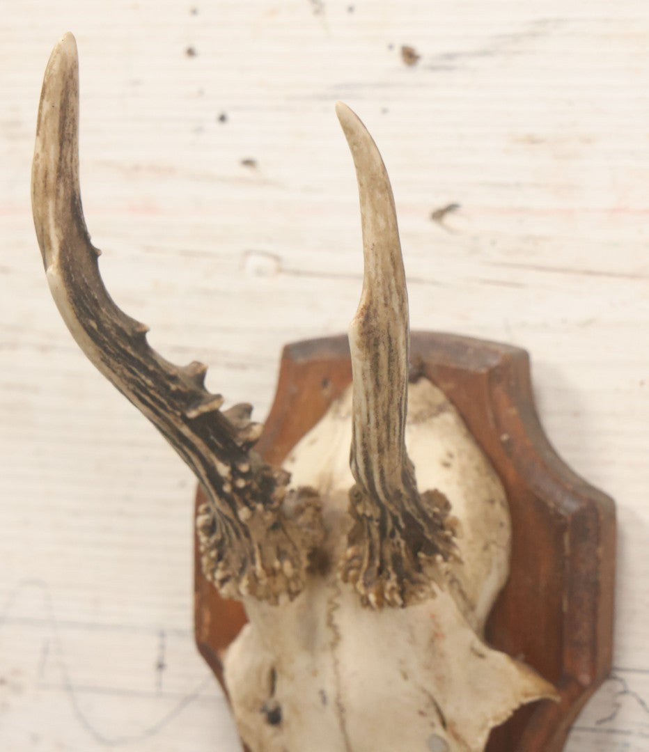 Lot 041 - Vintage Roe Deer Antler European Style Trophy Mount, With Antlers And Skull Cap, On Simple Wooden Plaque, Circa 1970s