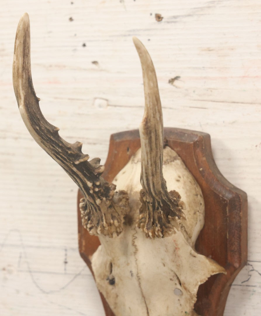 Lot 041 - Vintage Roe Deer Antler European Style Trophy Mount, With Antlers And Skull Cap, On Simple Wooden Plaque, Circa 1970s