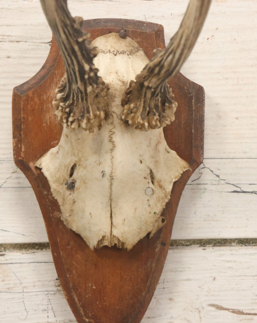Lot 041 - Vintage Roe Deer Antler European Style Trophy Mount, With Antlers And Skull Cap, On Simple Wooden Plaque, Circa 1970s