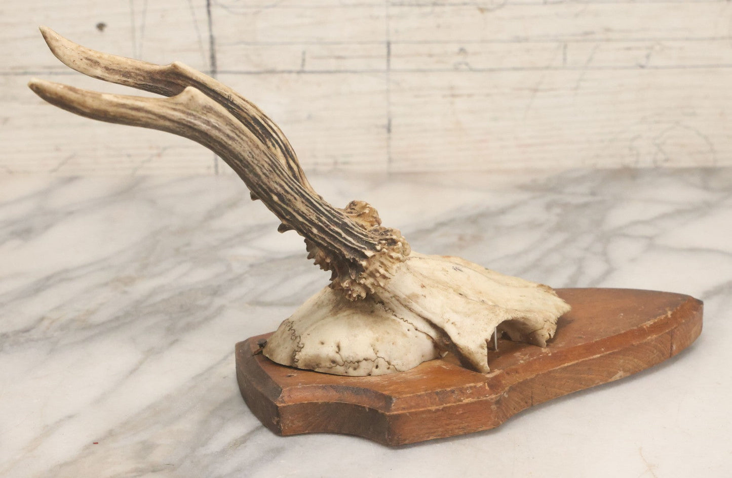 Lot 041 - Vintage Roe Deer Antler European Style Trophy Mount, With Antlers And Skull Cap, On Simple Wooden Plaque, Circa 1970s