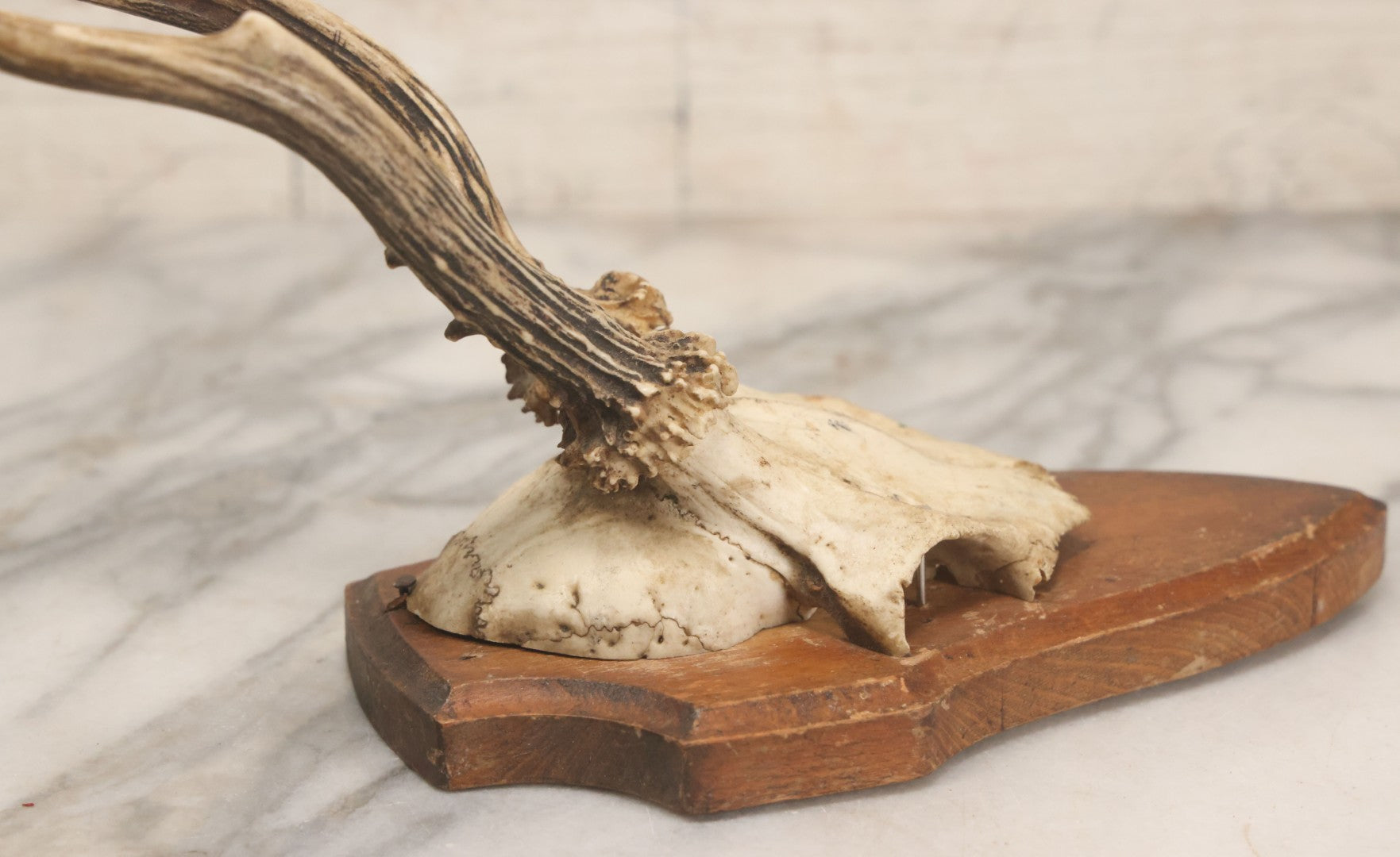 Lot 041 - Vintage Roe Deer Antler European Style Trophy Mount, With Antlers And Skull Cap, On Simple Wooden Plaque, Circa 1970s