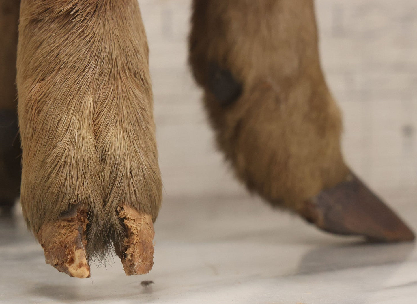 Lot 042 - Vintage Deer Leg And Hoof Taxidermy Foot Stool With Original Fabric Upholstery, Four Deer Legs, Note One Leg Missing Hoof Claw