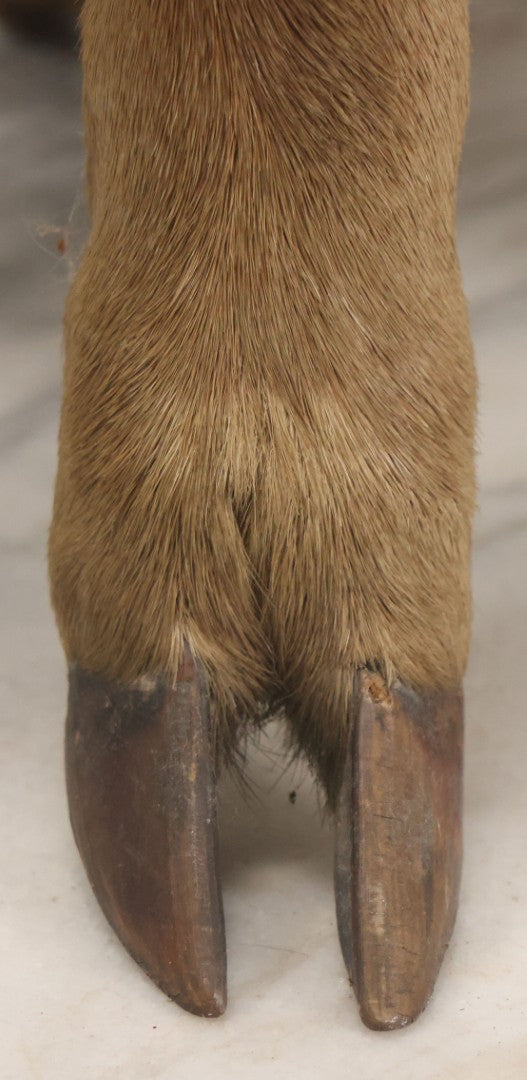 Lot 042 - Vintage Deer Leg And Hoof Taxidermy Foot Stool With Original Fabric Upholstery, Four Deer Legs, Note One Leg Missing Hoof Claw