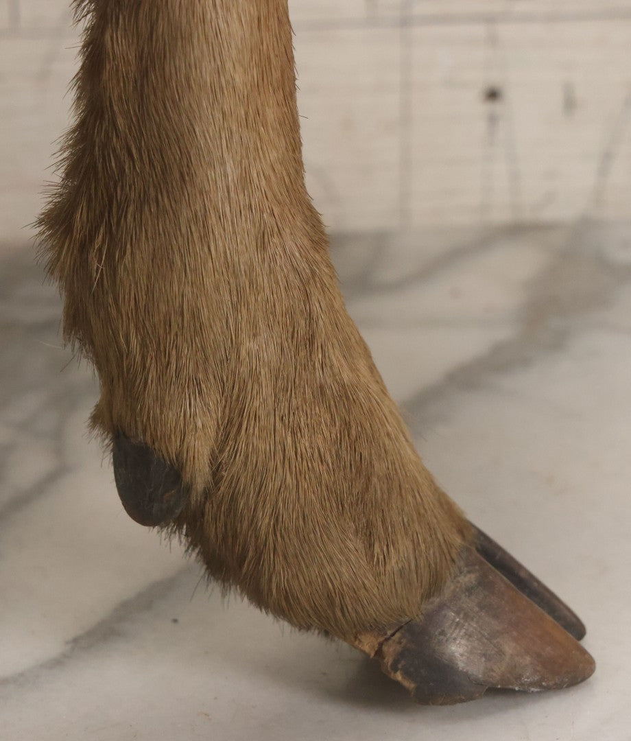 Lot 042 - Vintage Deer Leg And Hoof Taxidermy Foot Stool With Original Fabric Upholstery, Four Deer Legs, Note One Leg Missing Hoof Claw
