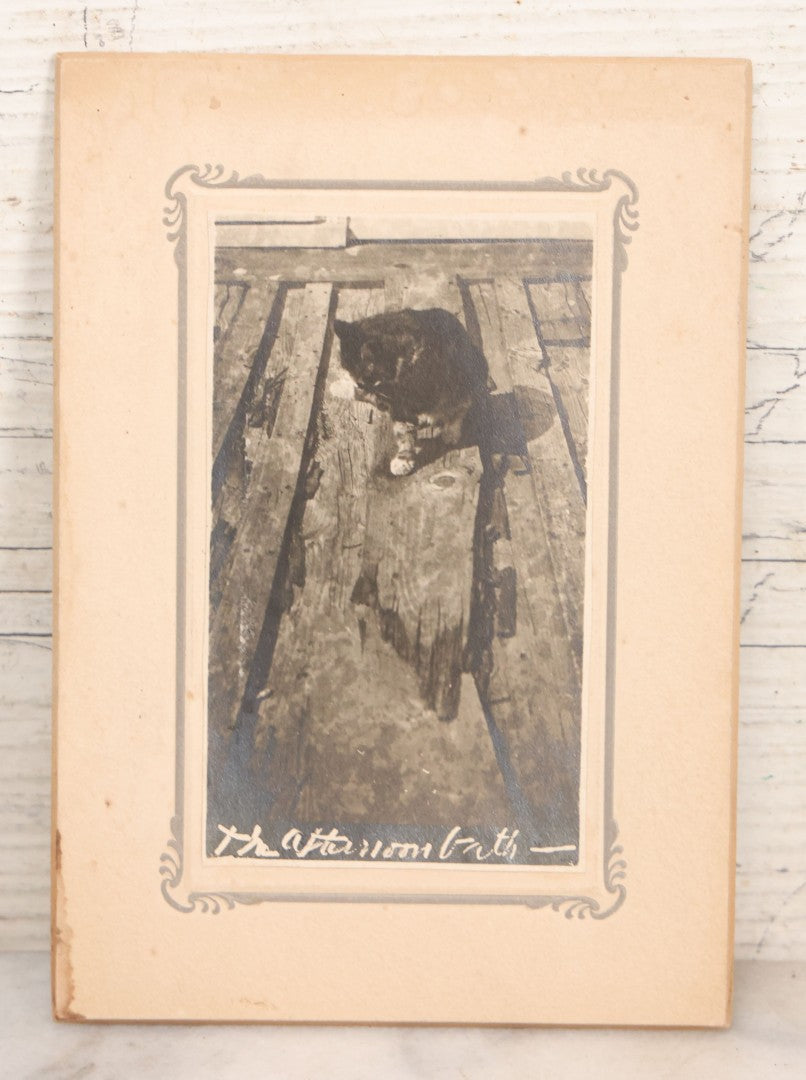 Lot 079 - Antique Boarded Photograph Of Cat Named Smarty Cleaning Himself, With Caption "The Afternoon Bath"