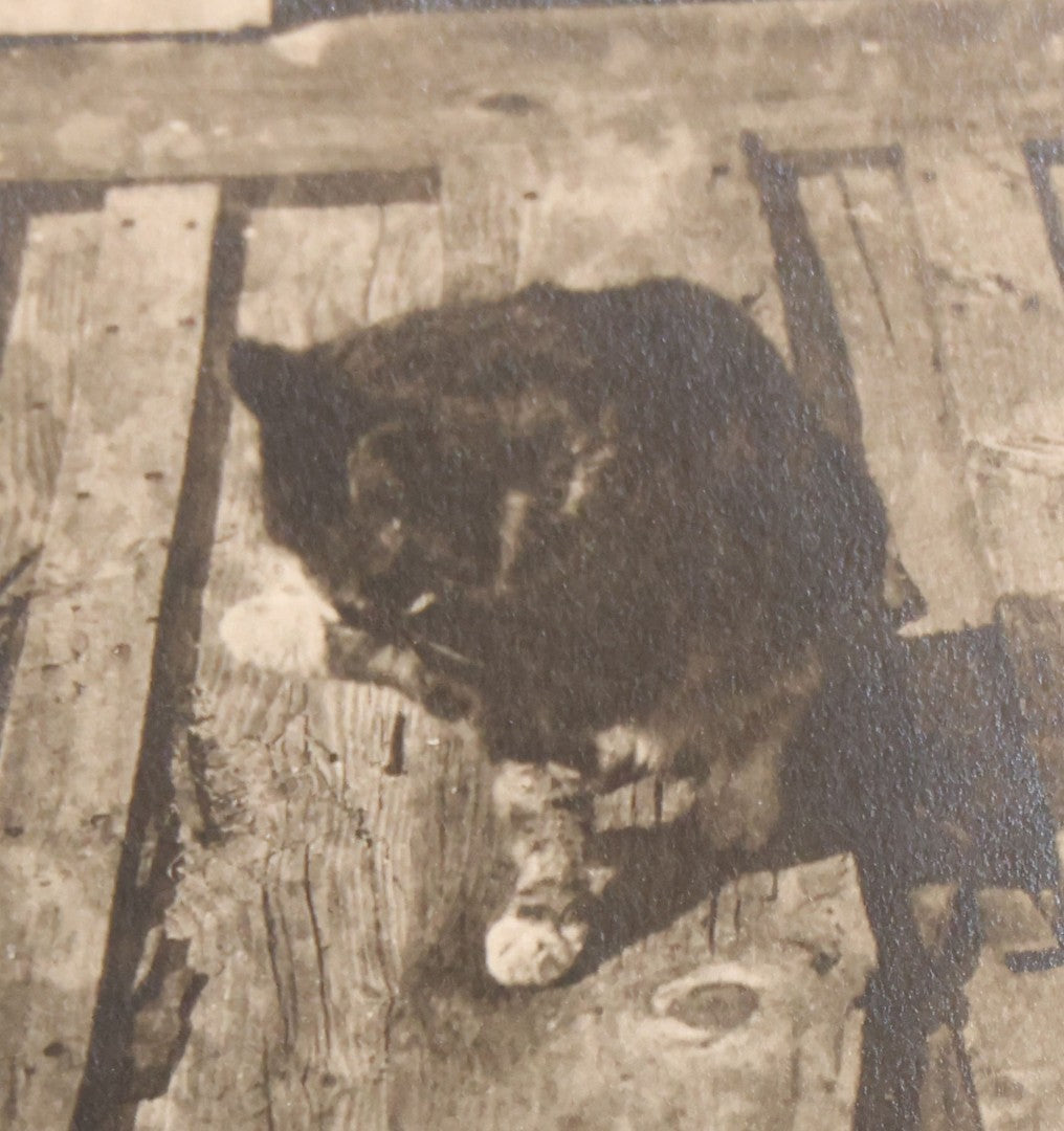 Lot 079 - Antique Boarded Photograph Of Cat Named Smarty Cleaning Himself, With Caption "The Afternoon Bath"