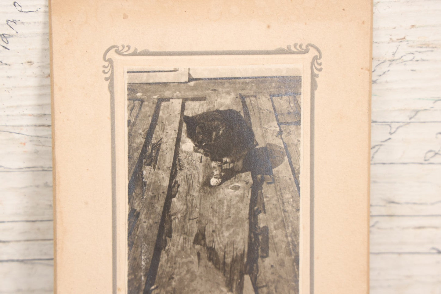 Lot 079 - Antique Boarded Photograph Of Cat Named Smarty Cleaning Himself, With Caption "The Afternoon Bath"