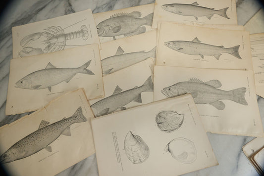 Lot 117 - Grouping Of 30+ Antique Bookplate Prints Of Fish, Shellfish, Sea Creatures, And Fishing Related Photos, From The Report Of U.S.F.C. United States Fish Commission, 1897