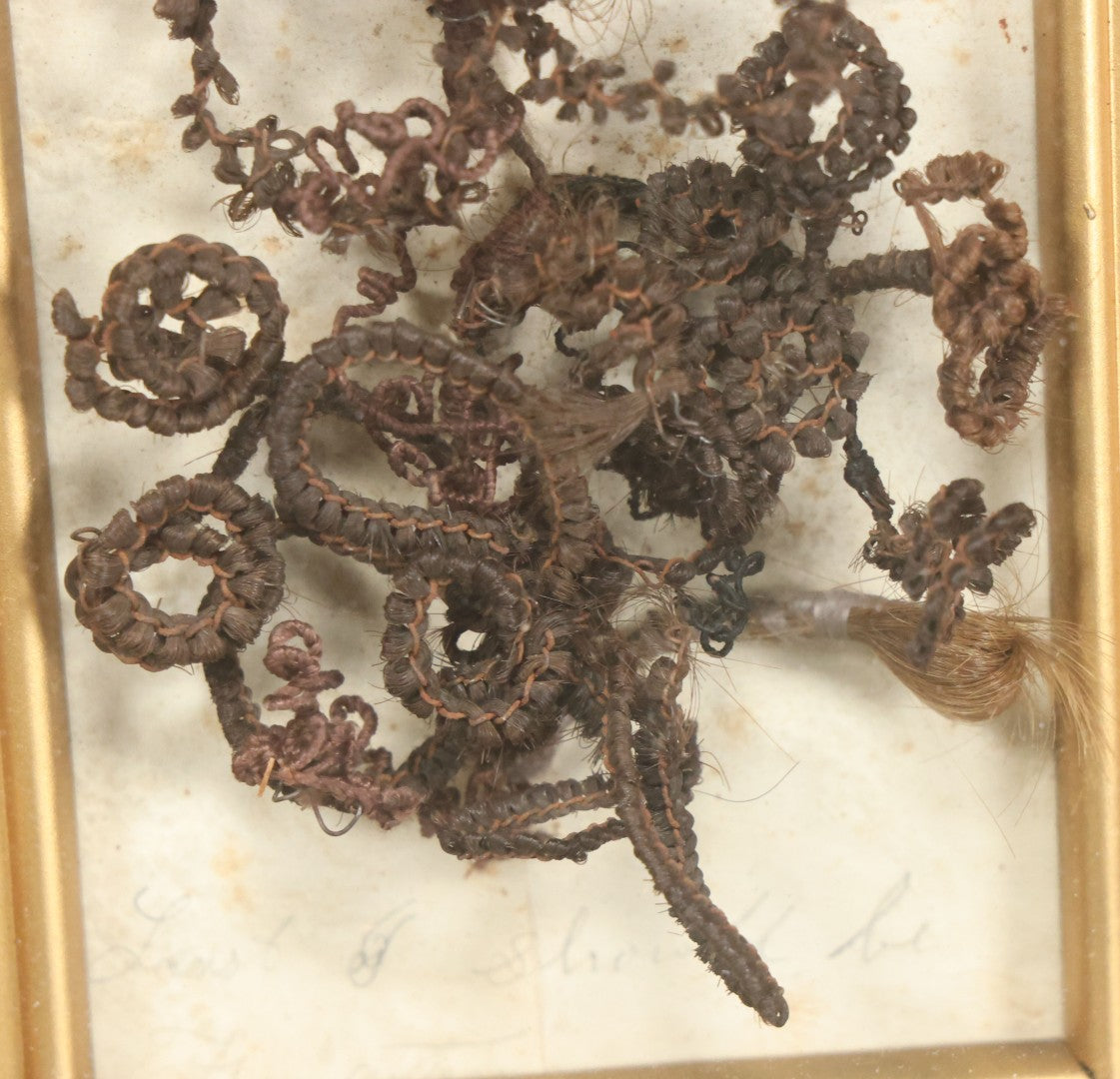 Lot 006 - Antique Victorian Hair Work Flower In Double Frame Shadow Box With Brown Hair, Note Not Original Frame 6-7/8" x 8-7/8"
