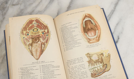 Lot 151 - "Atlas Of Human Anatomy, Explanatory Text" Vintage Book By Jesse F. Williams & Charles F. Geschickter With Colored Illustrations, Copyright 1942, By Barnes & Noble Inc., New Edition