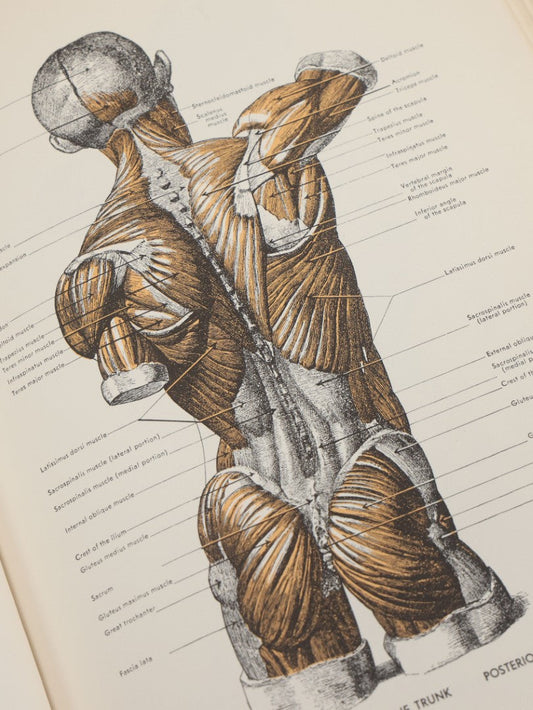 Lot 152 - "An Atlas Of Anatomy For Artists" Vintage Profusely Illustrated Anatomy Drawing Book By Fritz Schider, Dover Publications Inc., New York, 1957, Third American Edition