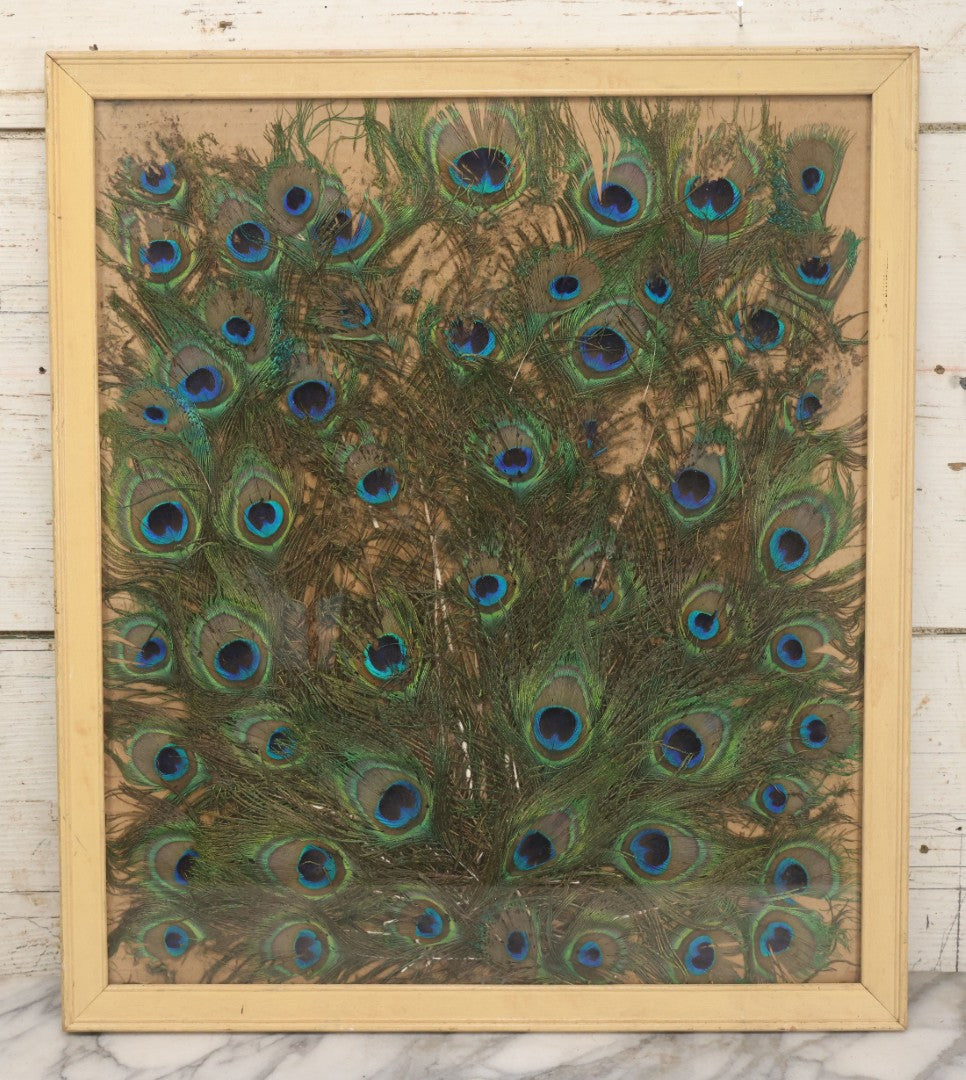 Lot 037 - Vintage Framed Real Peacock Feathers Display, As Found, Note Many Feathers Have Deteriorated, 19-1/4" x 22"