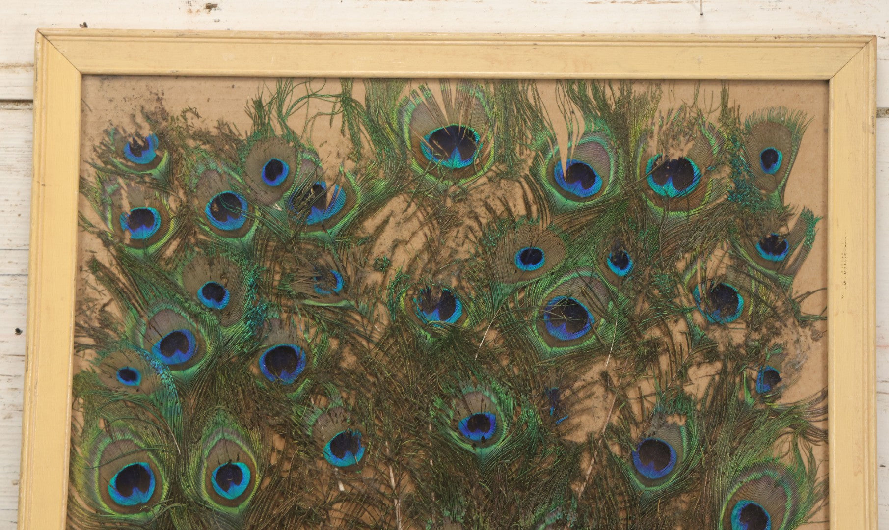 Lot 037 - Vintage Framed Real Peacock Feathers Display, As Found, Note Many Feathers Have Deteriorated, 19-1/4" x 22"