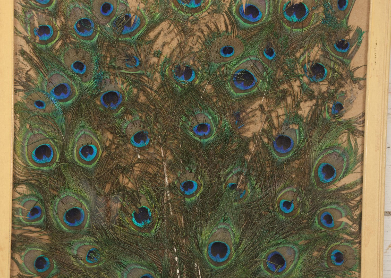 Lot 037 - Vintage Framed Real Peacock Feathers Display, As Found, Note Many Feathers Have Deteriorated, 19-1/4" x 22"