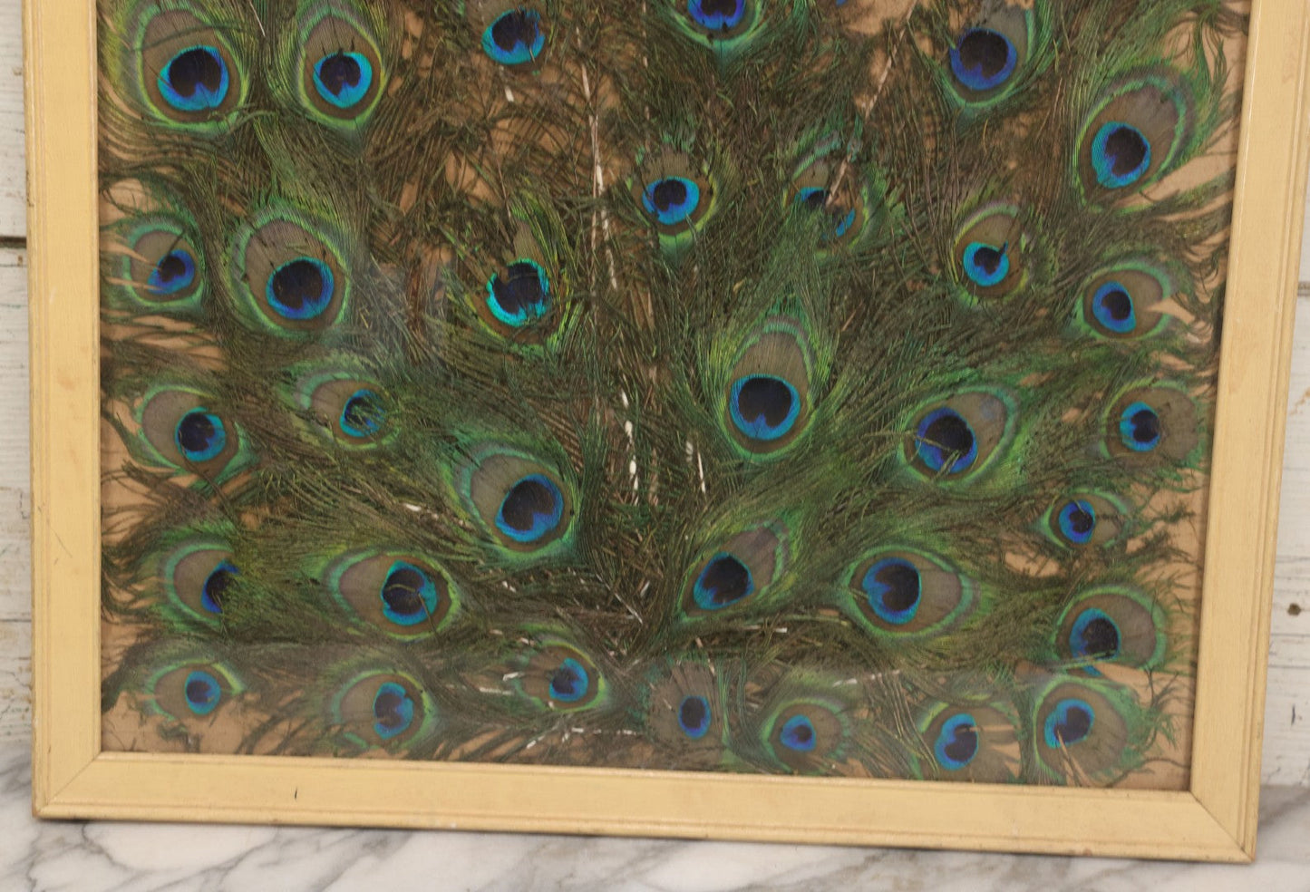Lot 037 - Vintage Framed Real Peacock Feathers Display, As Found, Note Many Feathers Have Deteriorated, 19-1/4" x 22"
