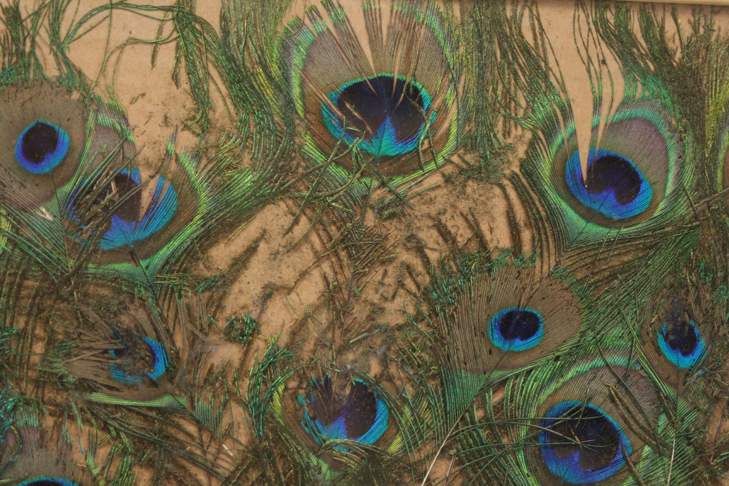 Lot 037 - Vintage Framed Real Peacock Feathers Display, As Found, Note Many Feathers Have Deteriorated, 19-1/4" x 22"