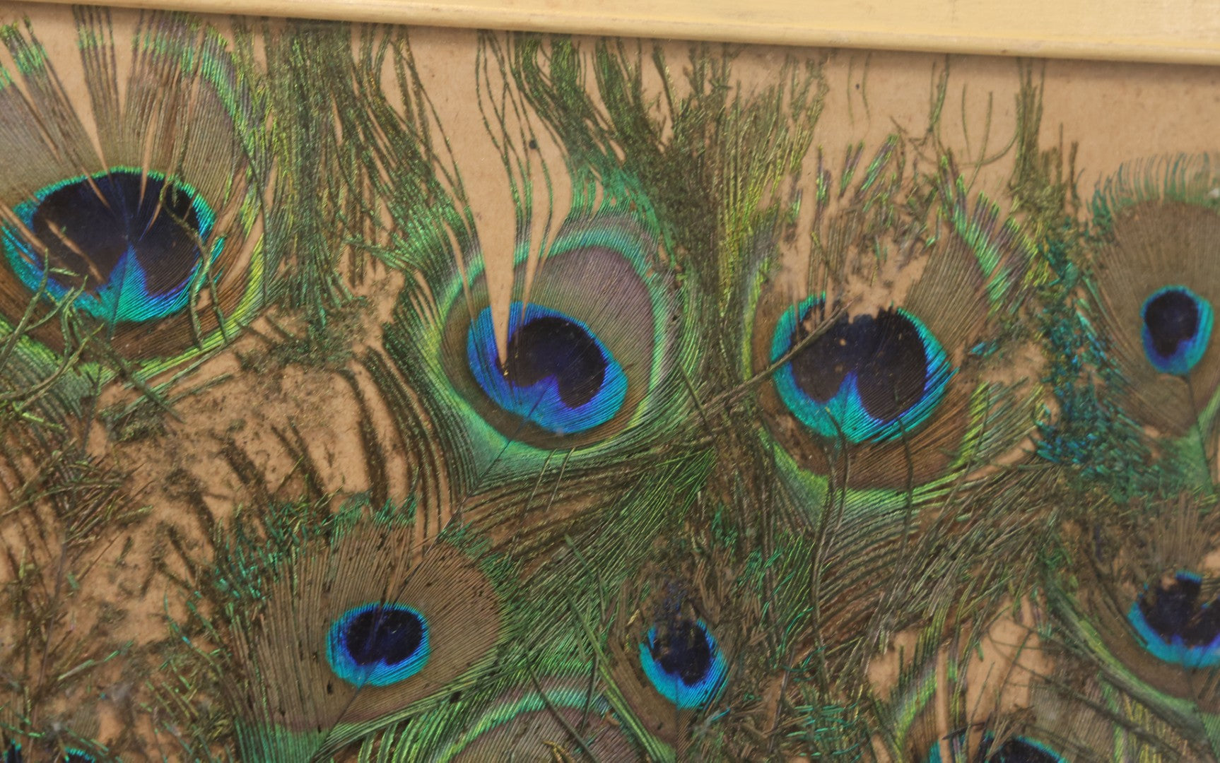 Lot 037 - Vintage Framed Real Peacock Feathers Display, As Found, Note Many Feathers Have Deteriorated, 19-1/4" x 22"