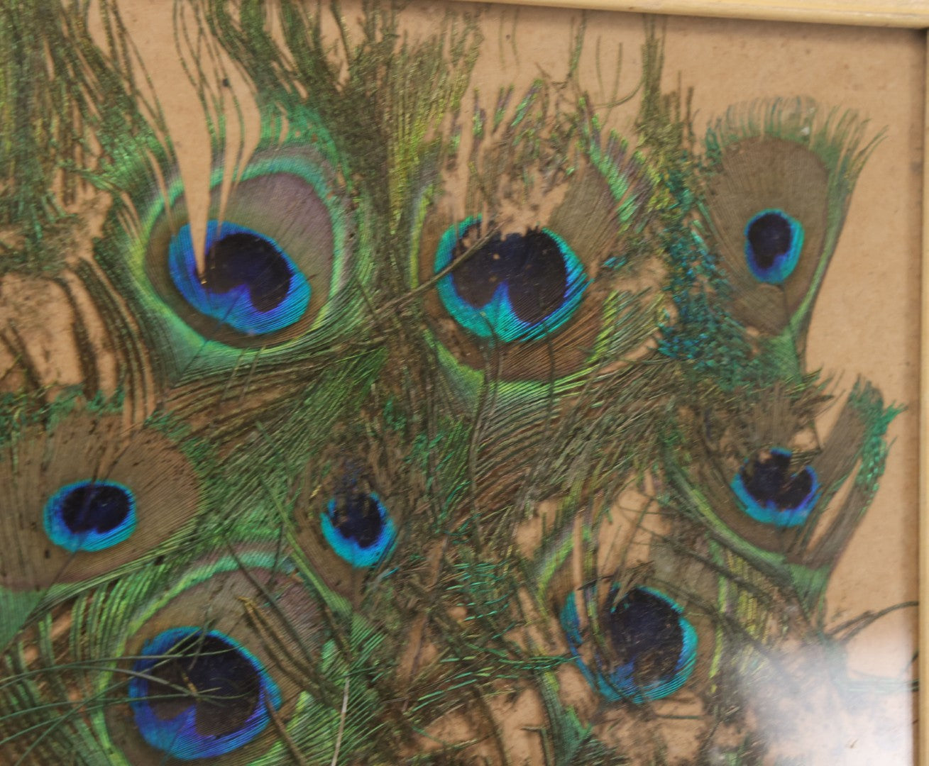 Lot 037 - Vintage Framed Real Peacock Feathers Display, As Found, Note Many Feathers Have Deteriorated, 19-1/4" x 22"