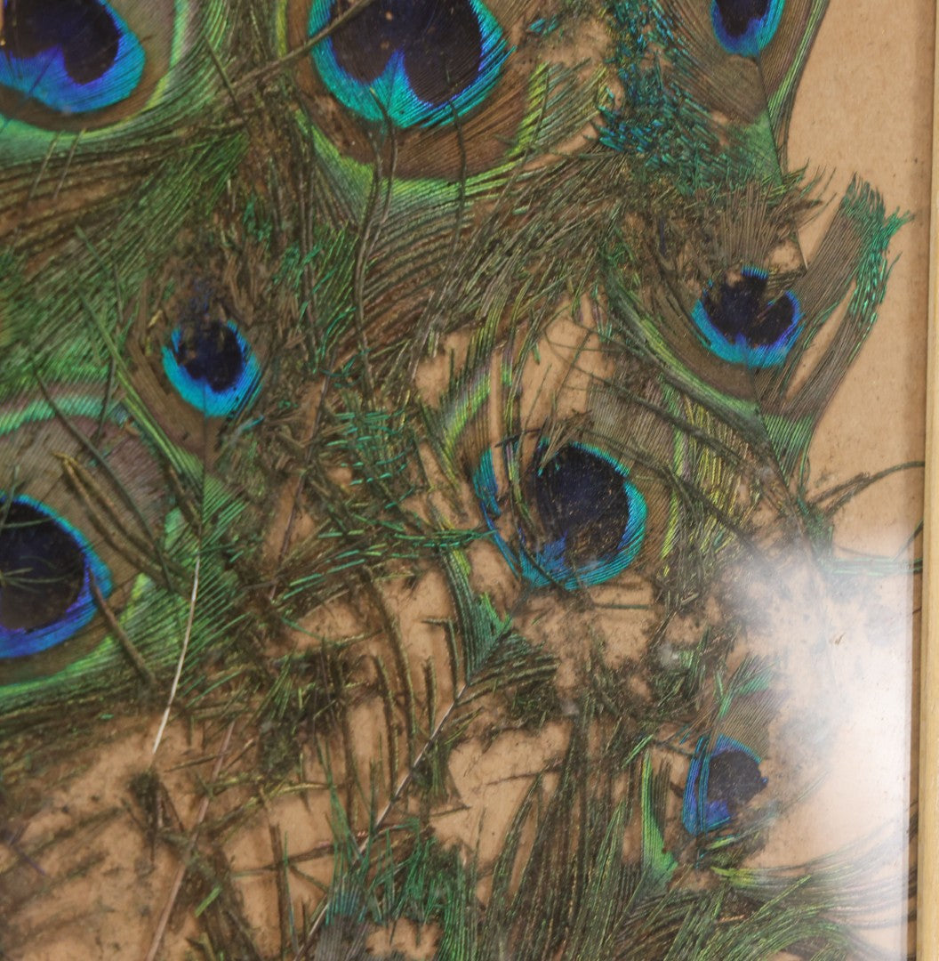 Lot 037 - Vintage Framed Real Peacock Feathers Display, As Found, Note Many Feathers Have Deteriorated, 19-1/4" x 22"