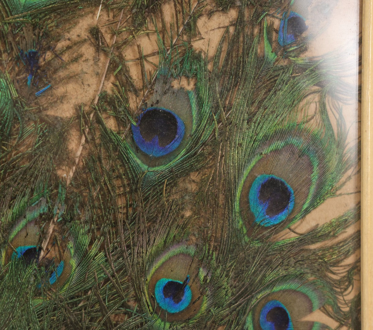 Lot 037 - Vintage Framed Real Peacock Feathers Display, As Found, Note Many Feathers Have Deteriorated, 19-1/4" x 22"