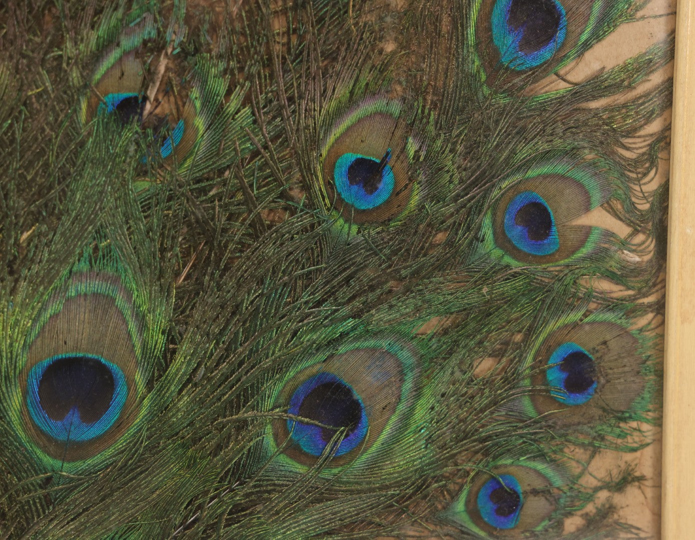 Lot 037 - Vintage Framed Real Peacock Feathers Display, As Found, Note Many Feathers Have Deteriorated, 19-1/4" x 22"