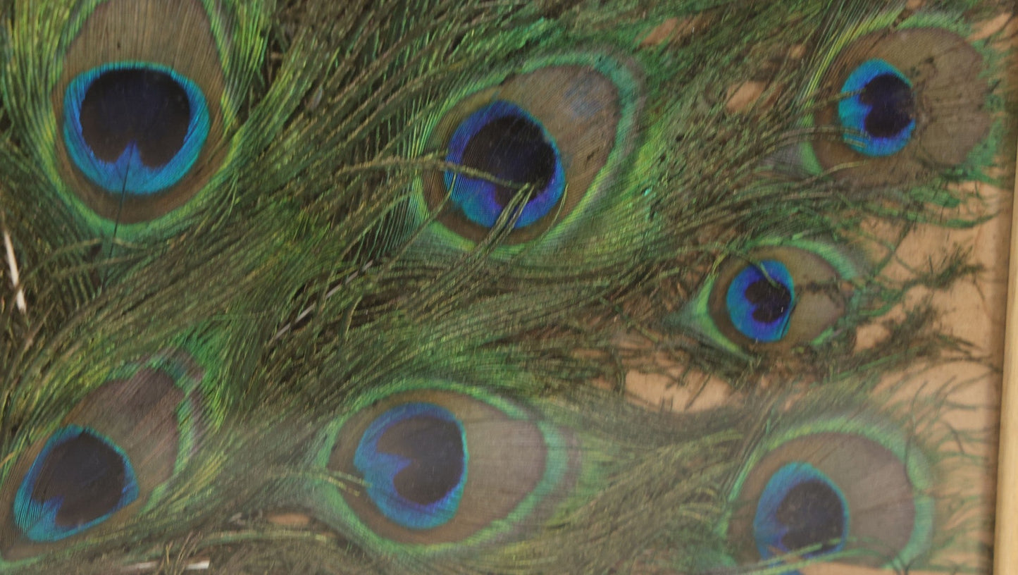 Lot 037 - Vintage Framed Real Peacock Feathers Display, As Found, Note Many Feathers Have Deteriorated, 19-1/4" x 22"