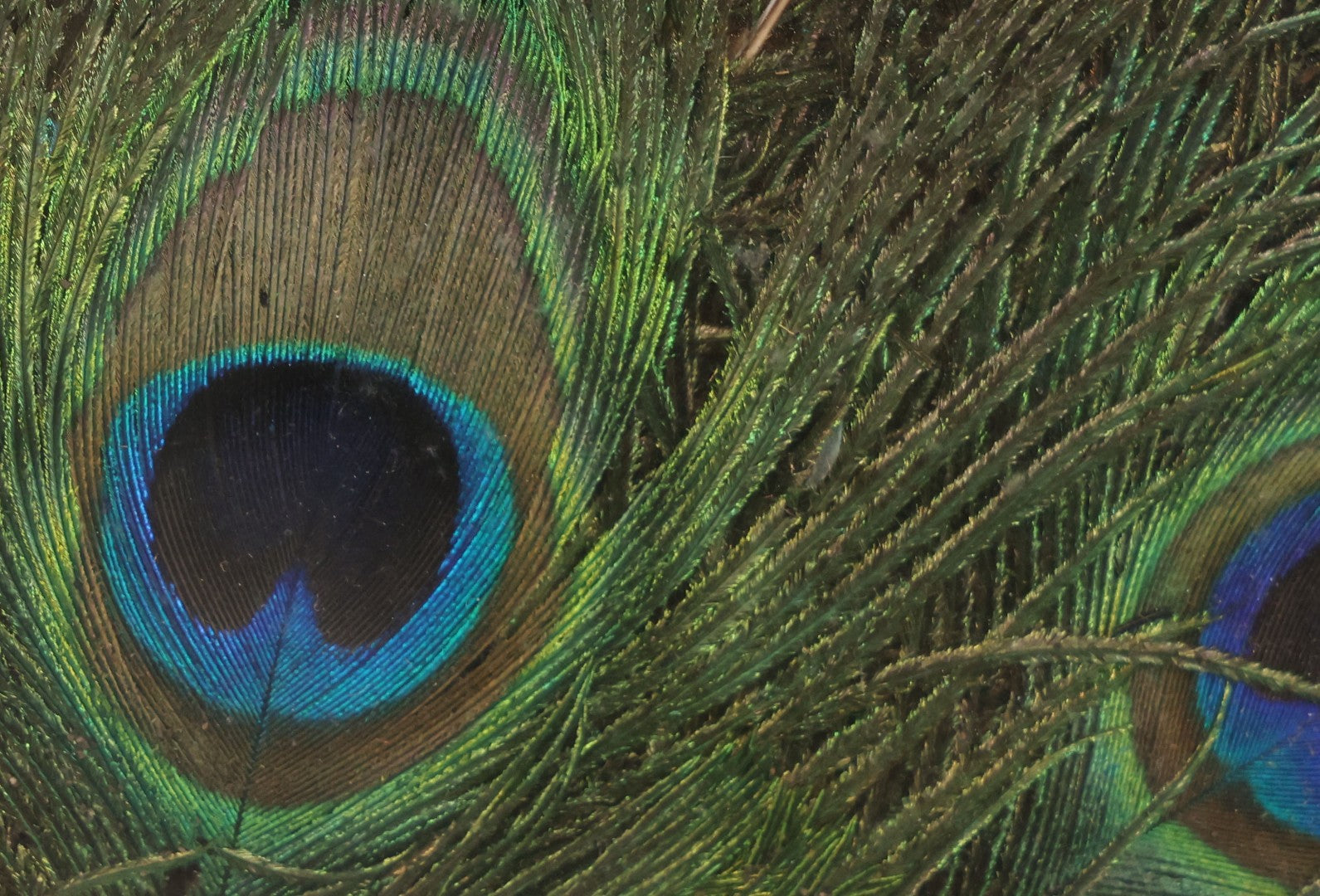 Lot 037 - Vintage Framed Real Peacock Feathers Display, As Found, Note Many Feathers Have Deteriorated, 19-1/4" x 22"