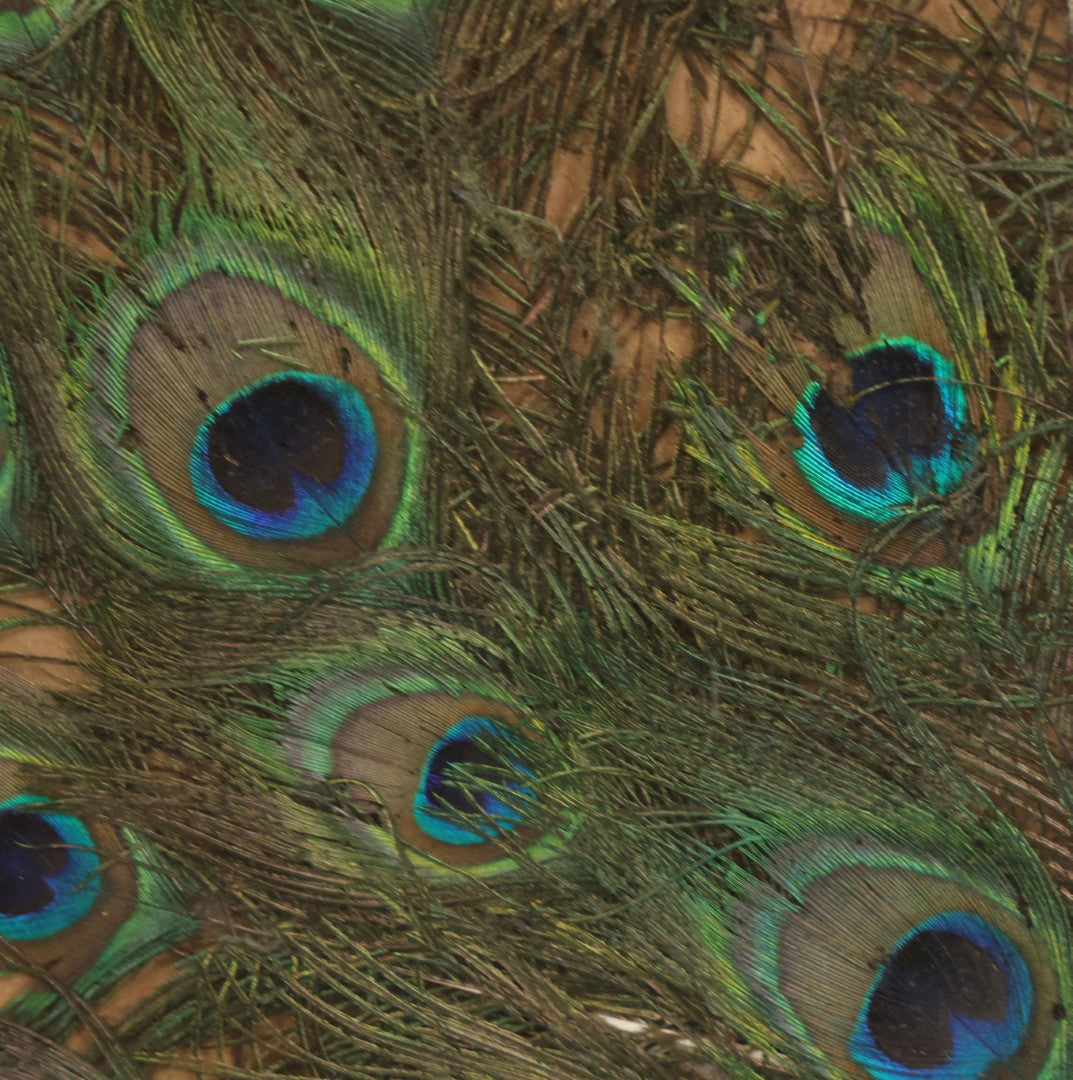 Lot 037 - Vintage Framed Real Peacock Feathers Display, As Found, Note Many Feathers Have Deteriorated, 19-1/4" x 22"