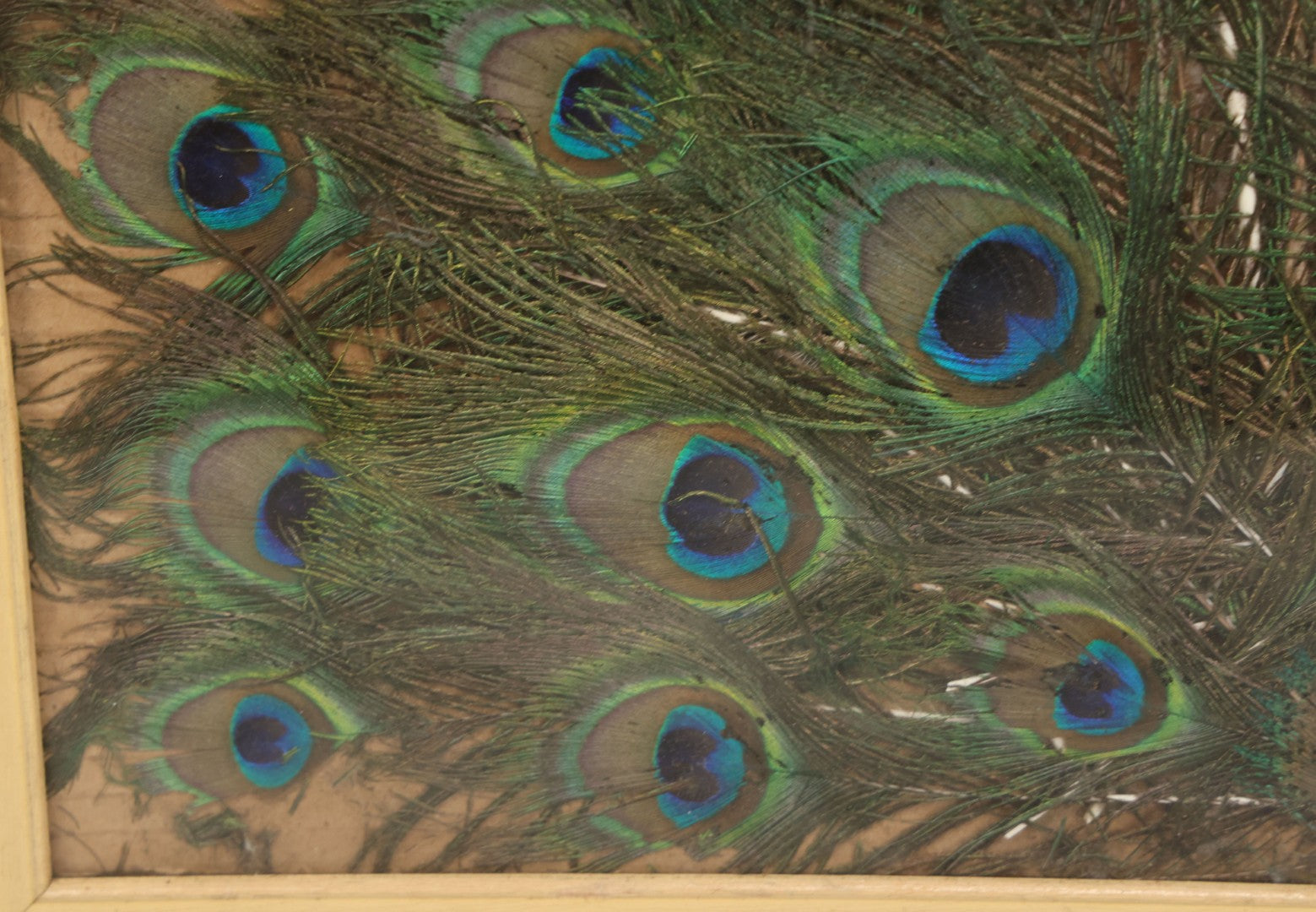 Lot 037 - Vintage Framed Real Peacock Feathers Display, As Found, Note Many Feathers Have Deteriorated, 19-1/4" x 22"