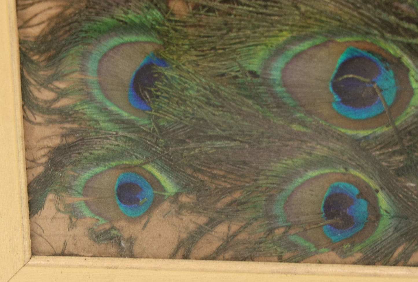 Lot 037 - Vintage Framed Real Peacock Feathers Display, As Found, Note Many Feathers Have Deteriorated, 19-1/4" x 22"