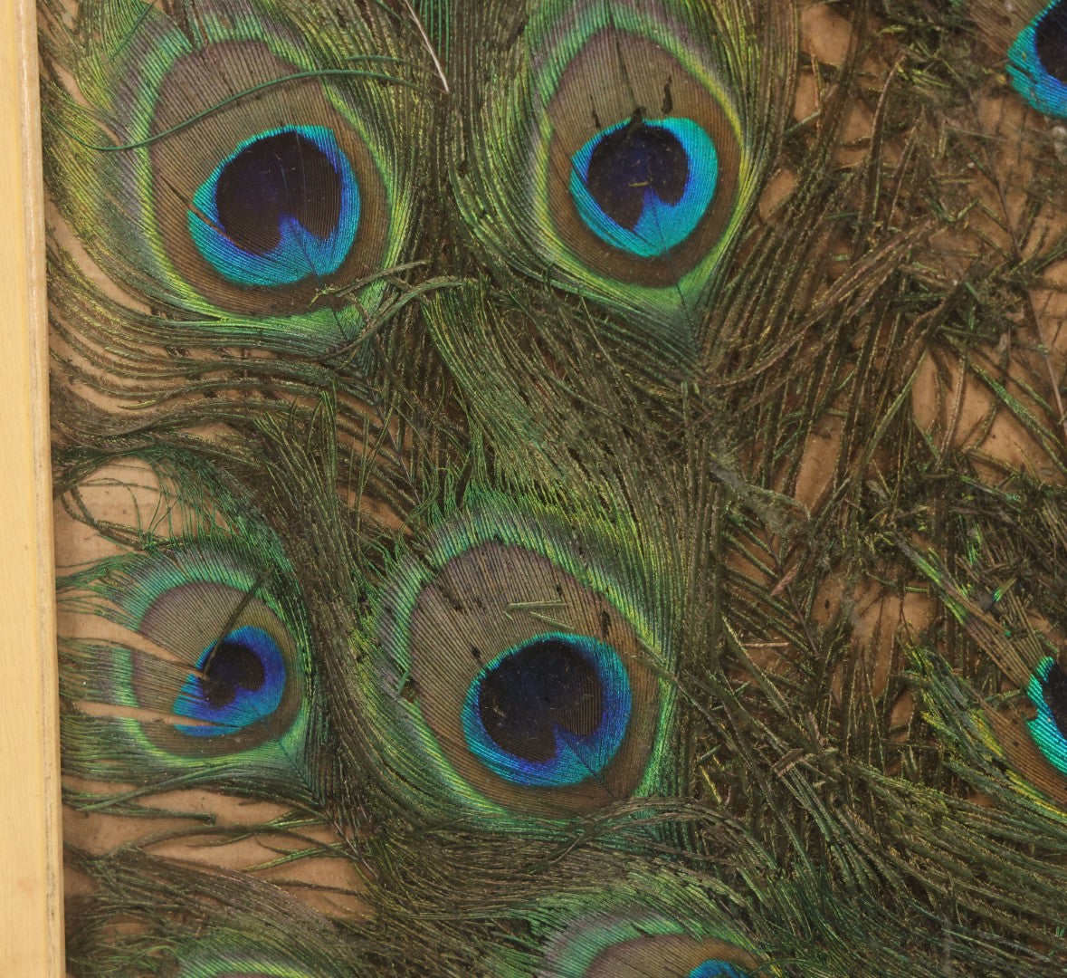 Lot 037 - Vintage Framed Real Peacock Feathers Display, As Found, Note Many Feathers Have Deteriorated, 19-1/4" x 22"