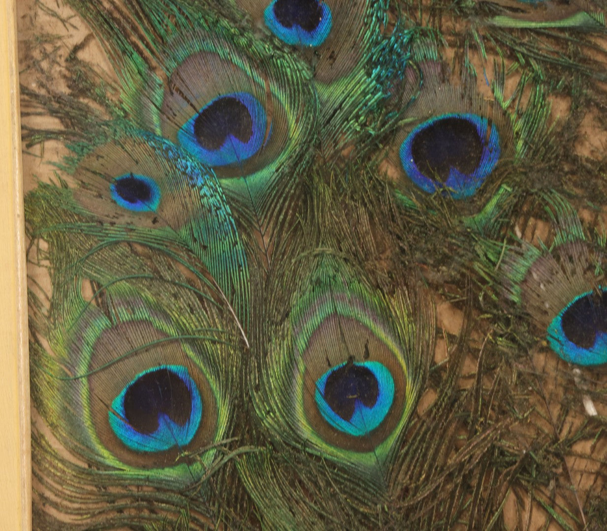 Lot 037 - Vintage Framed Real Peacock Feathers Display, As Found, Note Many Feathers Have Deteriorated, 19-1/4" x 22"