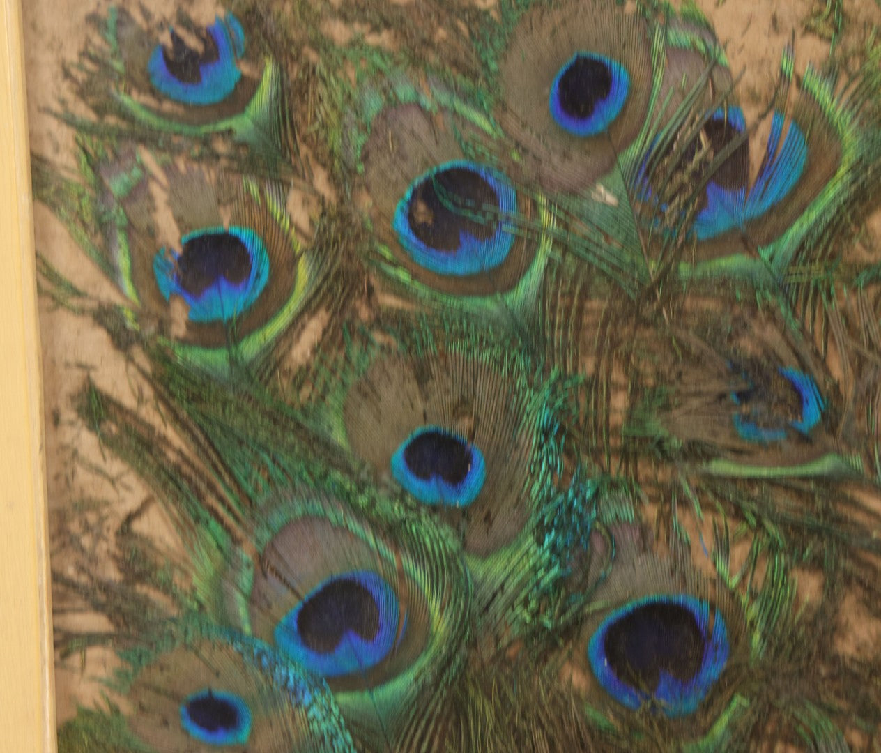 Lot 037 - Vintage Framed Real Peacock Feathers Display, As Found, Note Many Feathers Have Deteriorated, 19-1/4" x 22"