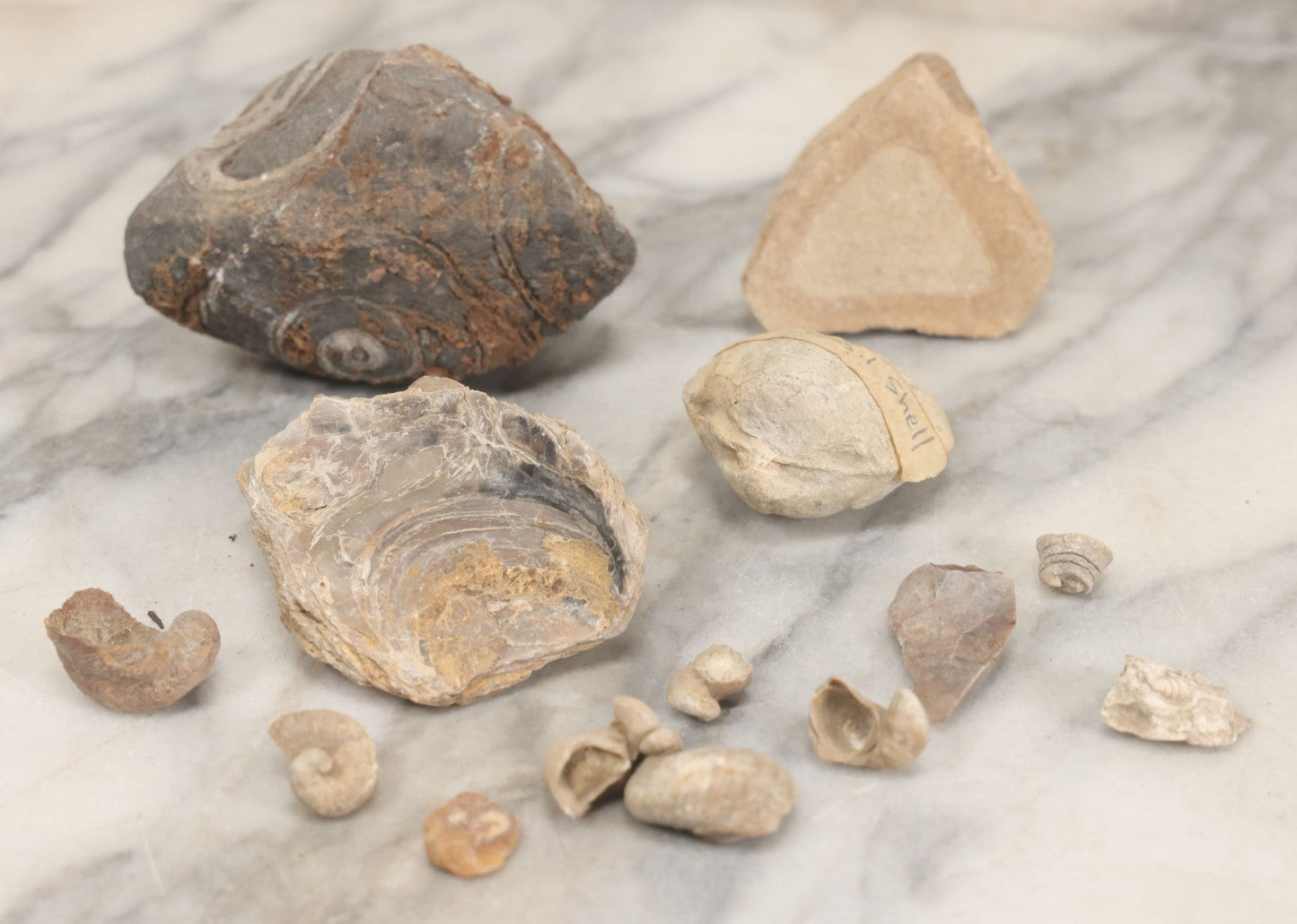 Lot 051 - Fossil Grouping With 4+ Pieces Including Fossilized Shells, And Other Small Fragments, Collected In Death Valley, Circa 1929