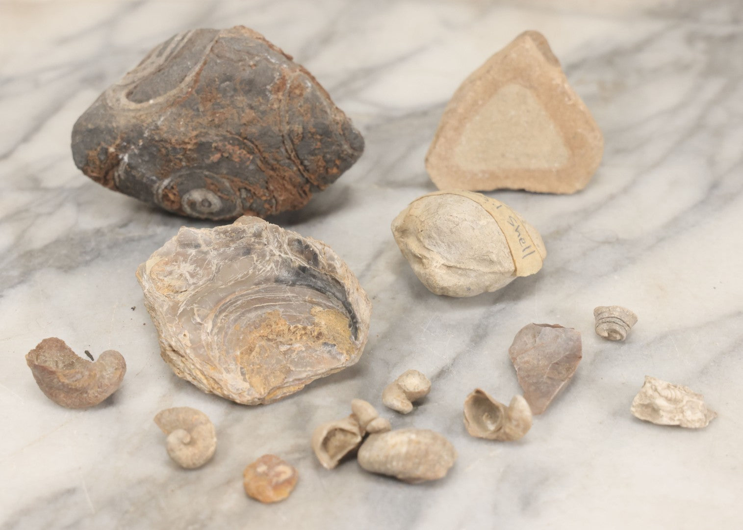 Lot 051 - Fossil Grouping With 4+ Pieces Including Fossilized Shells, And Other Small Fragments, Collected In Death Valley, Circa 1929