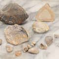 Lot 051 - Fossil Grouping With 4+ Pieces Including Fossilized Shells, And Other Small Fragments, Collected In Death Valley, Circa 1929
