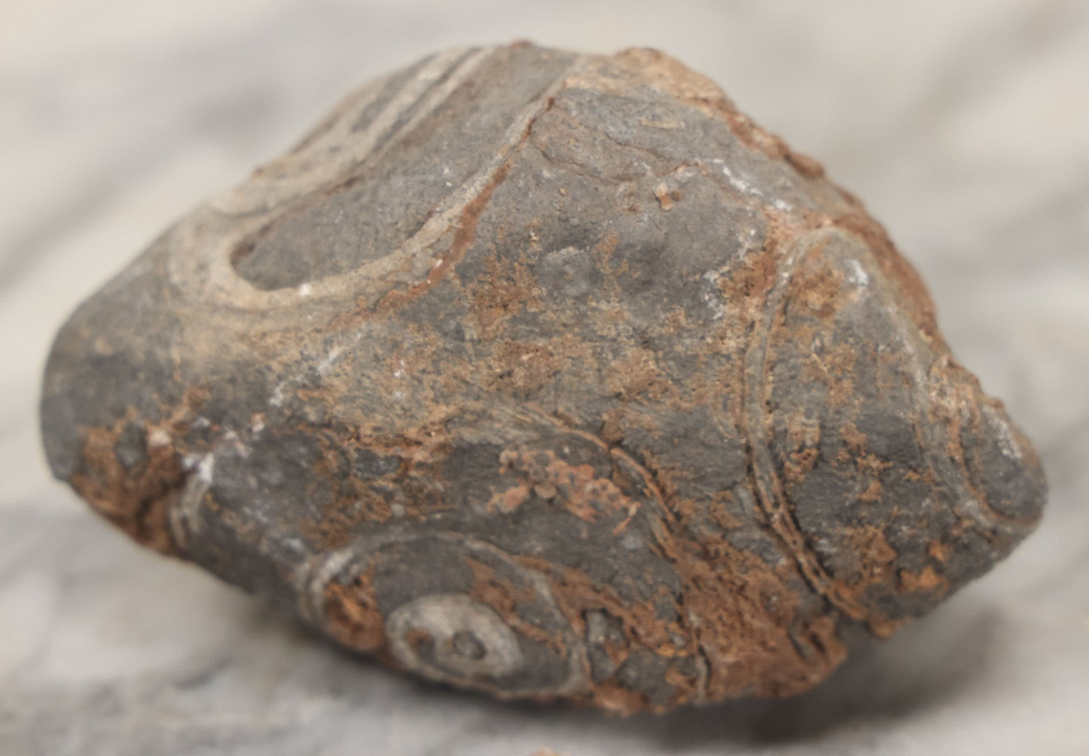 Lot 051 - Fossil Grouping With 4+ Pieces Including Fossilized Shells, And Other Small Fragments, Collected In Death Valley, Circa 1929