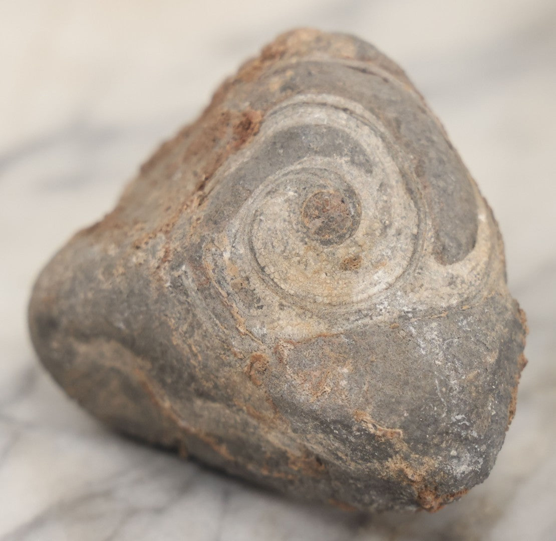 Lot 051 - Fossil Grouping With 4+ Pieces Including Fossilized Shells, And Other Small Fragments, Collected In Death Valley, Circa 1929