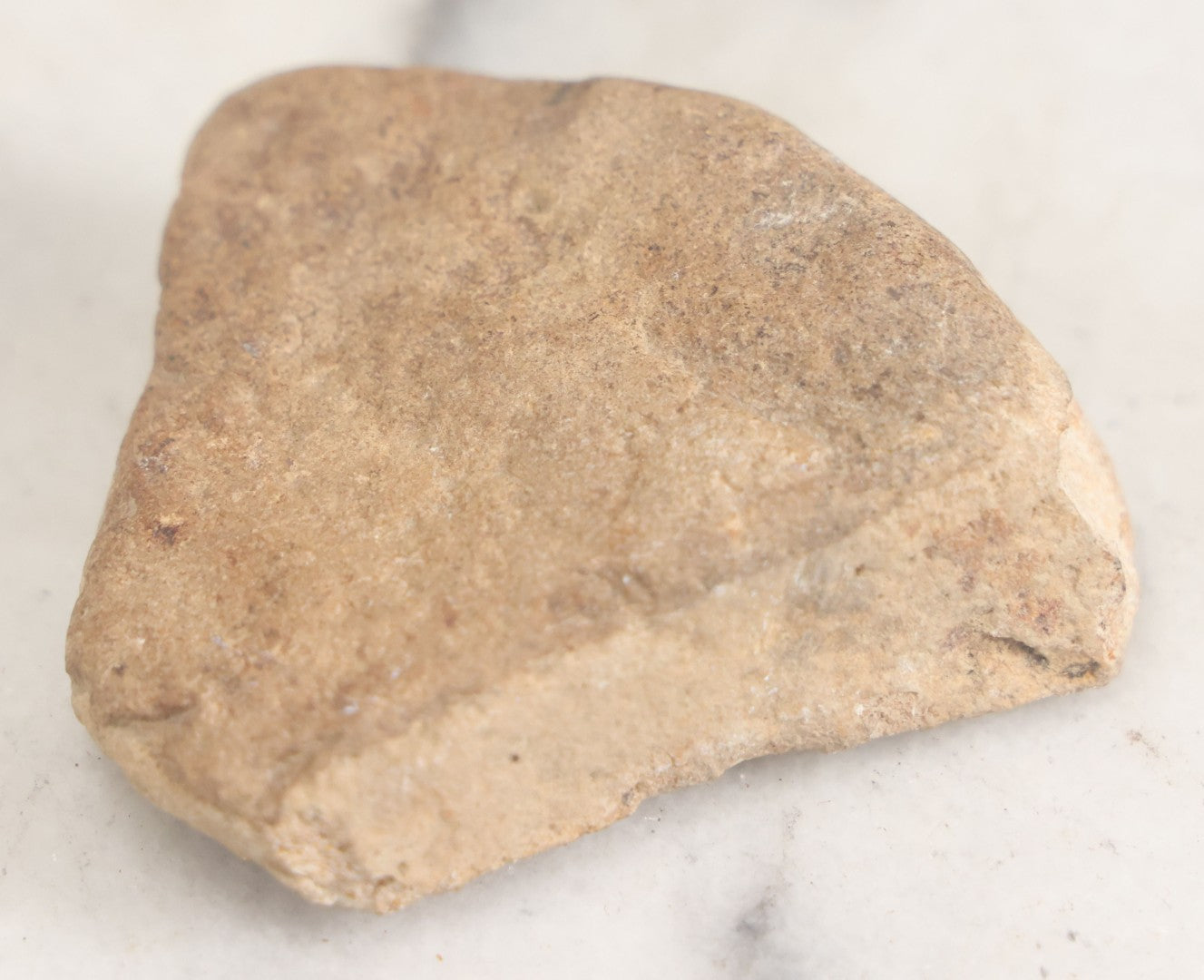 Lot 051 - Fossil Grouping With 4+ Pieces Including Fossilized Shells, And Other Small Fragments, Collected In Death Valley, Circa 1929