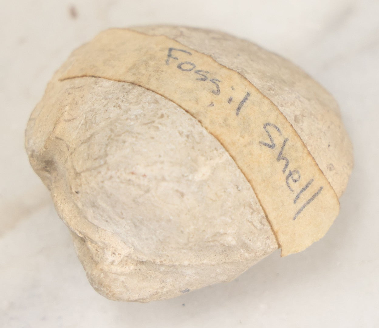 Lot 051 - Fossil Grouping With 4+ Pieces Including Fossilized Shells, And Other Small Fragments, Collected In Death Valley, Circa 1929