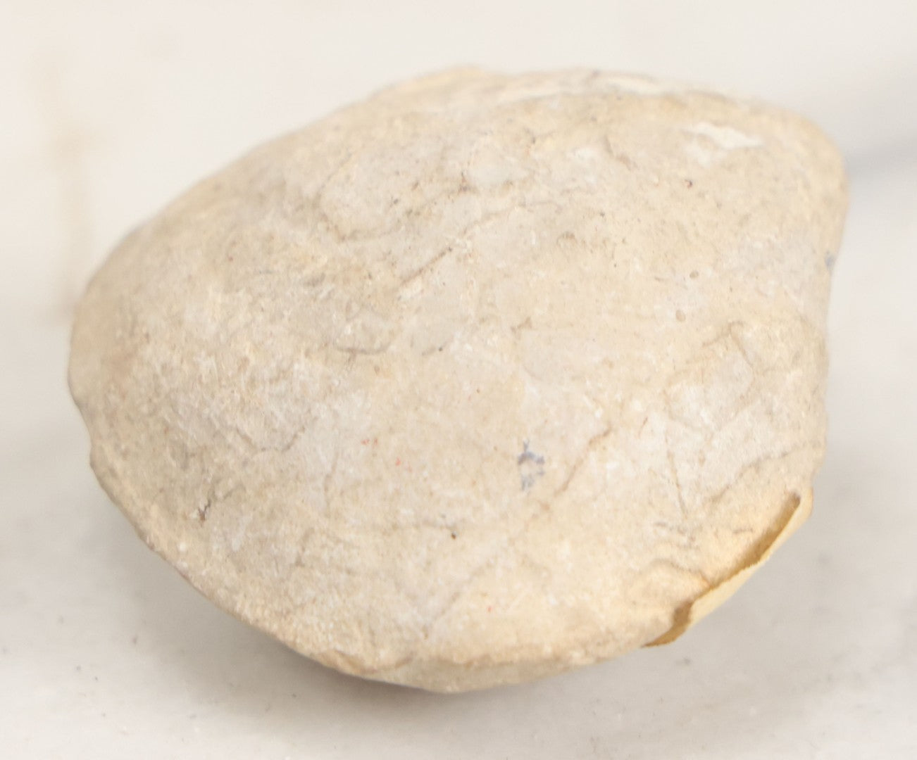 Lot 051 - Fossil Grouping With 4+ Pieces Including Fossilized Shells, And Other Small Fragments, Collected In Death Valley, Circa 1929