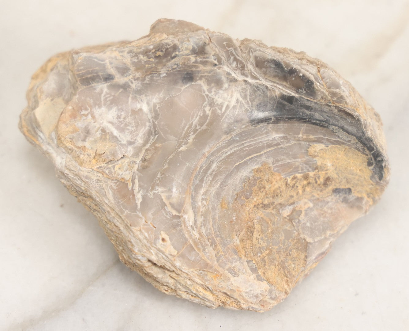 Lot 051 - Fossil Grouping With 4+ Pieces Including Fossilized Shells, And Other Small Fragments, Collected In Death Valley, Circa 1929