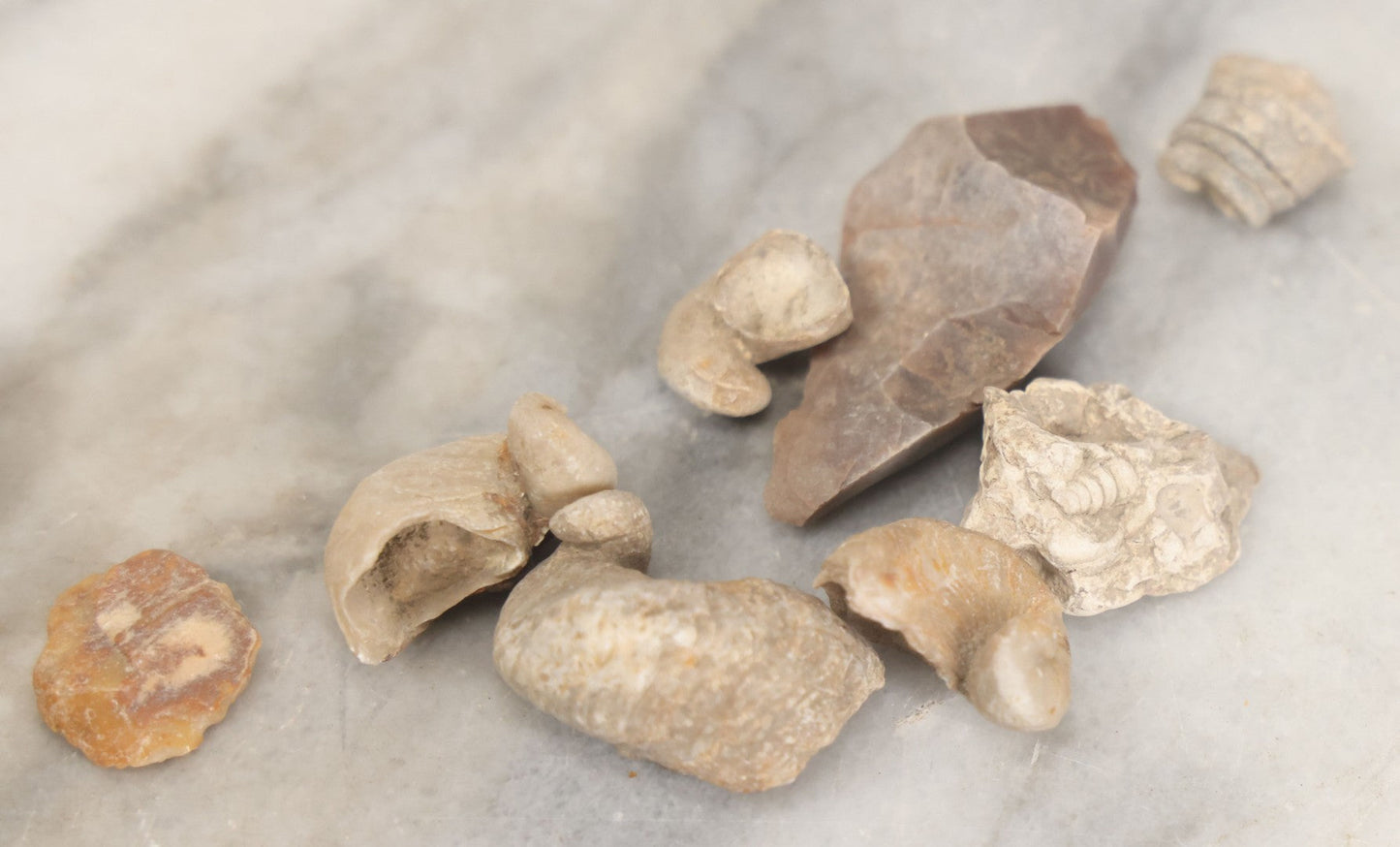Lot 051 - Fossil Grouping With 4+ Pieces Including Fossilized Shells, And Other Small Fragments, Collected In Death Valley, Circa 1929