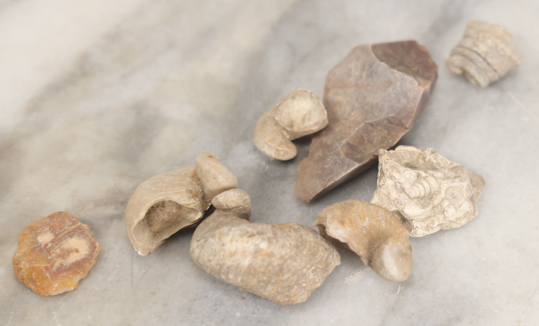 Lot 051 - Fossil Grouping With 4+ Pieces Including Fossilized Shells, And Other Small Fragments, Collected In Death Valley, Circa 1929