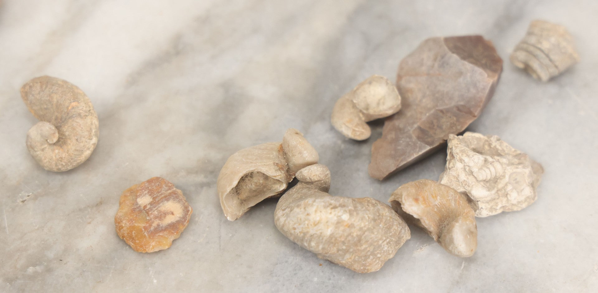 Lot 051 - Fossil Grouping With 4+ Pieces Including Fossilized Shells, And Other Small Fragments, Collected In Death Valley, Circa 1929